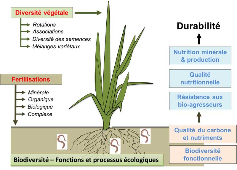 Les leviers agroécologiques pour piloter les fonctions du sol (et de la plante !) (E. Blanchart & J. Trap, IRD)
